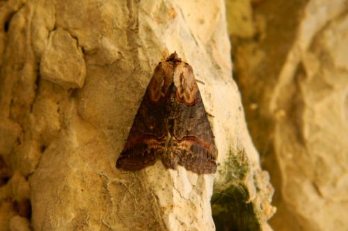 Abrostola triplasia